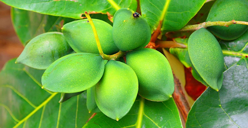 Indian Almond Leaves Edible