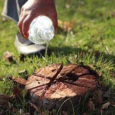 How to Remove a Tree Stump Using Chemicals