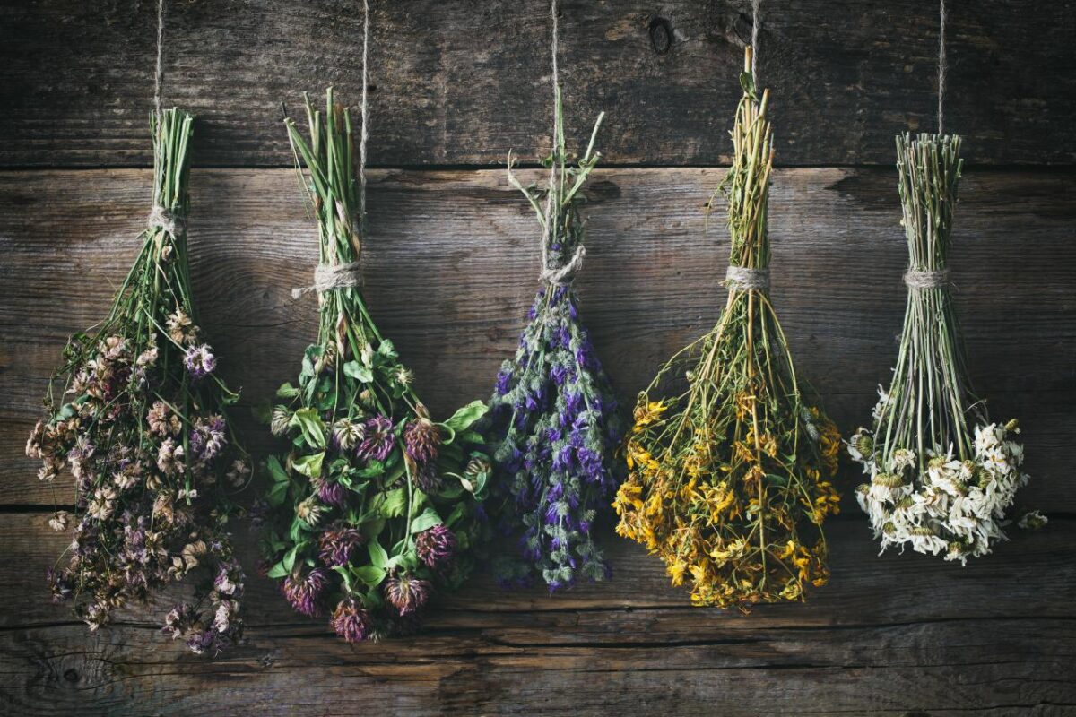 dried and preserved flowers